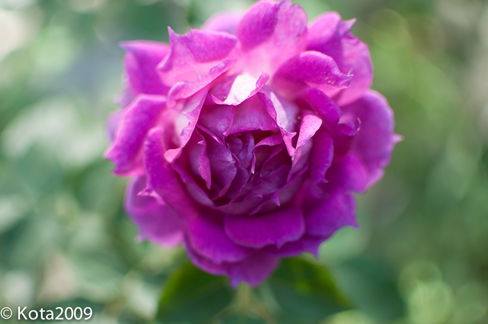 f:id:kota2009:20151103110352j:image:w640