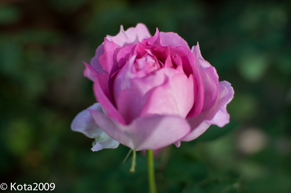f:id:kota2009:20151103110626j:image:w640