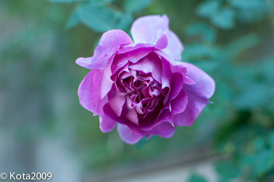f:id:kota2009:20151103110750j:image:w640