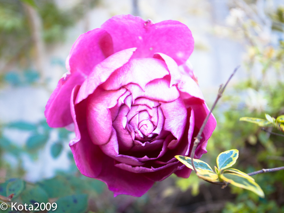 f:id:kota2009:20151205122102j:image:w640