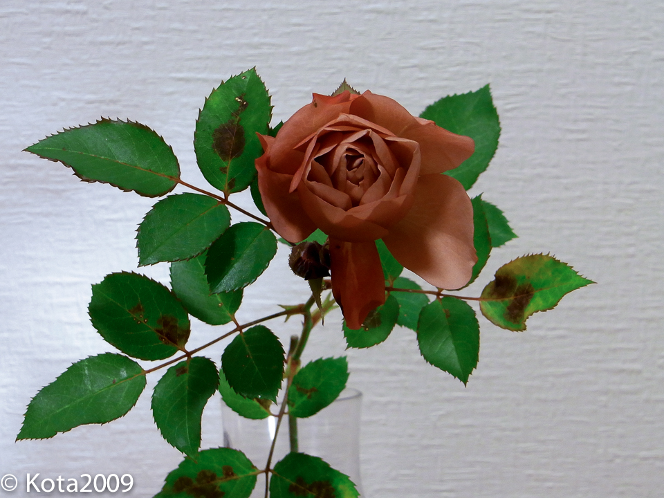 f:id:kota2009:20151230195154j:image:w640
