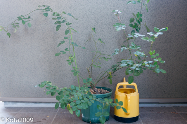 f:id:kota2009:20160124131616j:image:w320