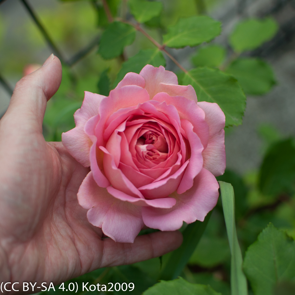 f:id:kota2009:20170512055047j:image:w640 f:id:kota2009:20170512055047j:image:w640