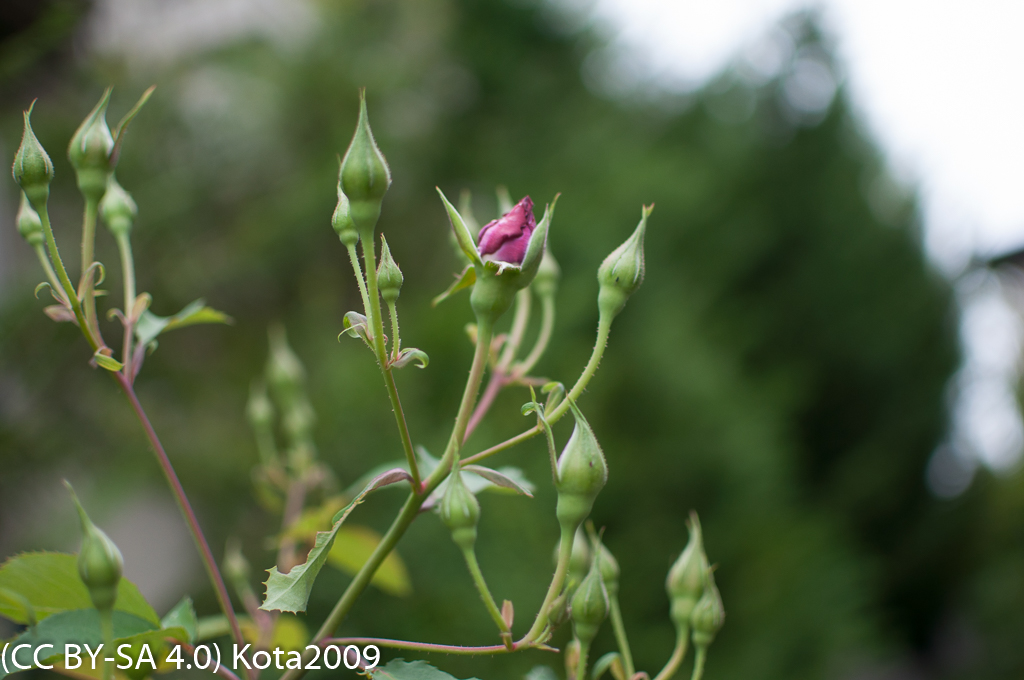 f:id:kota2009:20170514062313j:image:w640 f:id:kota2009:20170514062313j:image:w640