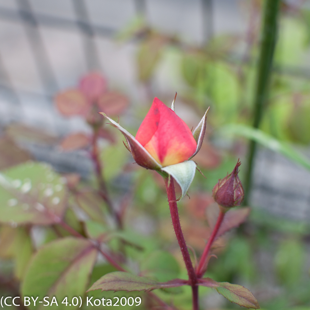 f:id:kota2009:20170514174817j:image:w640 f:id:kota2009:20170514174817j:image:w640