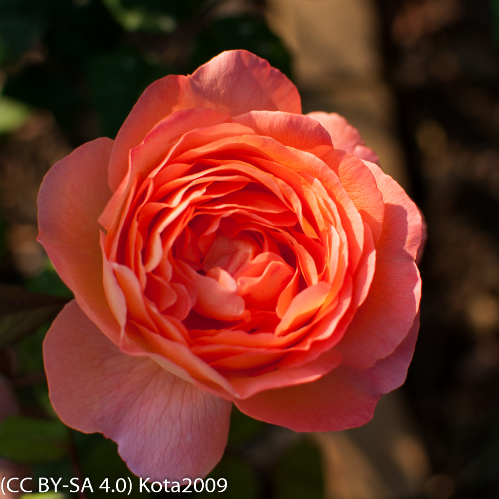 f:id:kota2009:20170519062028j:image:w640 f:id:kota2009:20170519062028j:image:w640