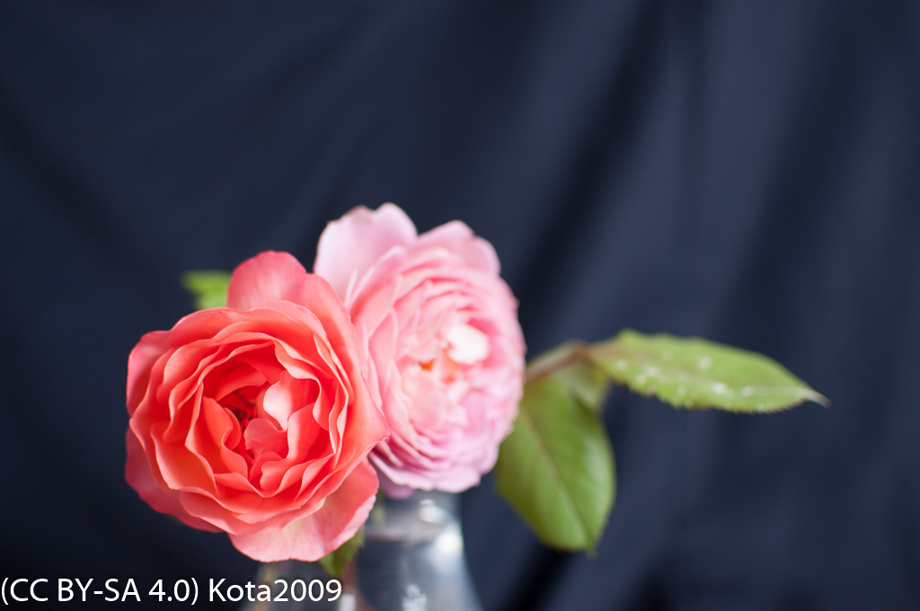 f:id:kota2009:20170524055112j:image:w640 f:id:kota2009:20170524055112j:image:w640