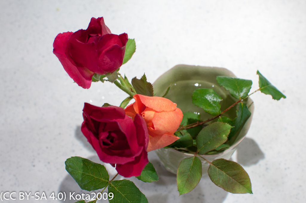 f:id:kota2009:20170709210254j:image:w640 f:id:kota2009:20170709210254j:image:w640
