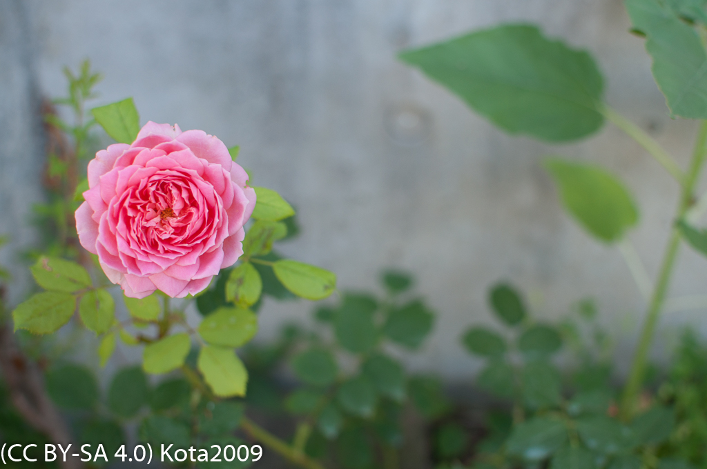 f:id:kota2009:20170715073659j:image:w640 f:id:kota2009:20170715073659j:image:w640