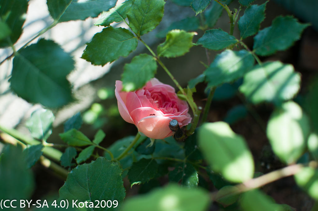 f:id:kota2009:20170715073951j:image:w640 f:id:kota2009:20170715073951j:image:w640