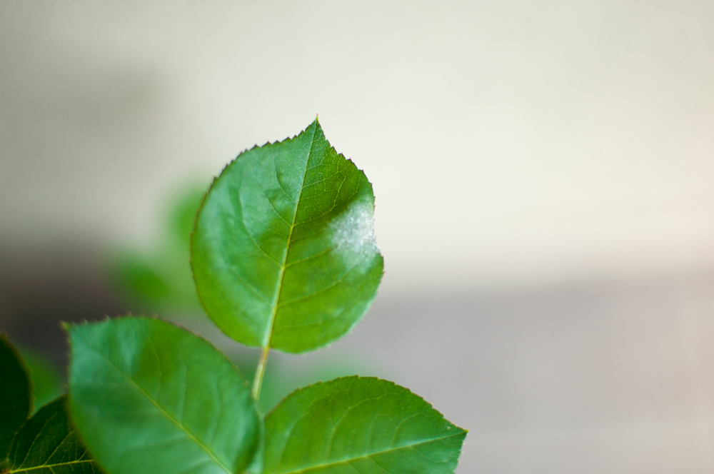 f:id:kota2009:20180408090605j:plain