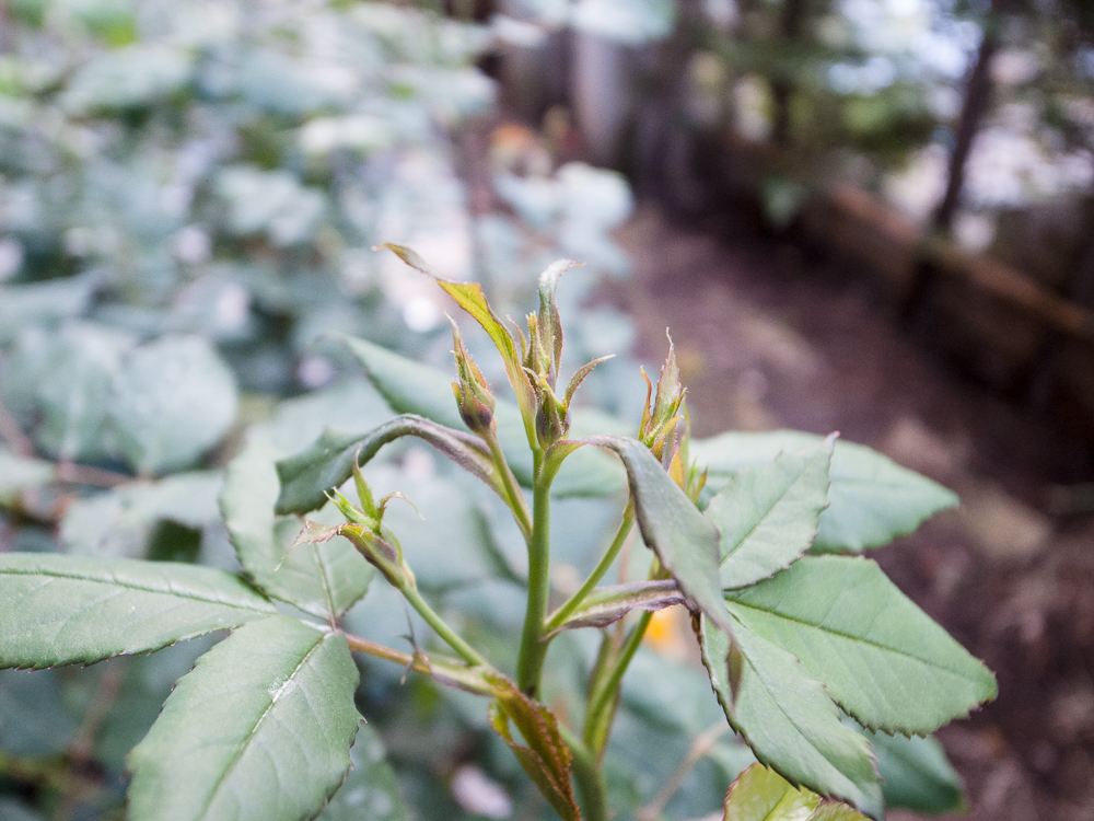 f:id:kota2009:20180412065147j:plain