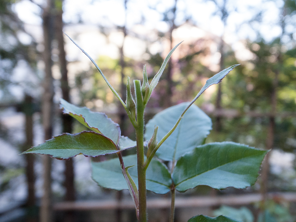 f:id:kota2009:20180412065731j:plain