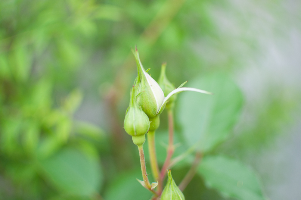 f:id:kota2009:20180421083807j:plain