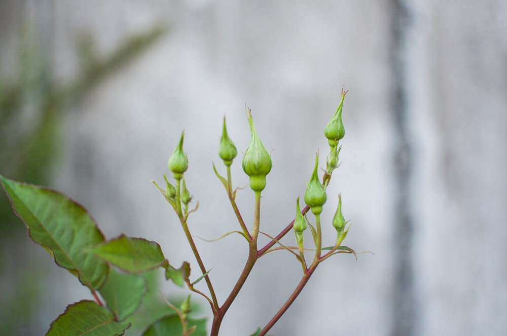 f:id:kota2009:20180421083834j:plain