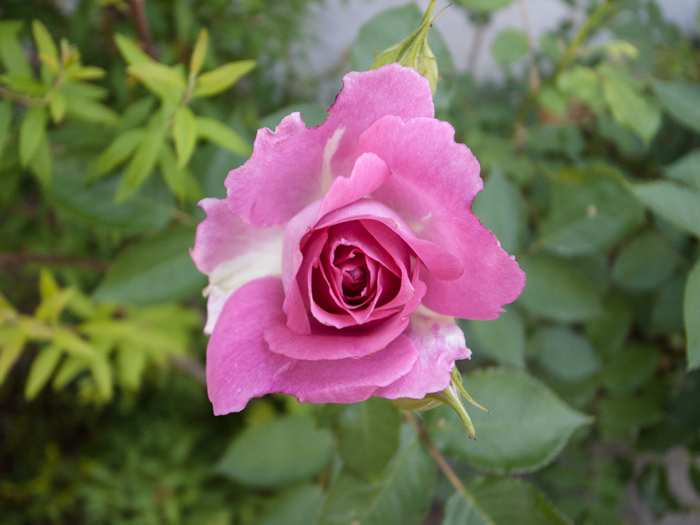 f:id:kota2009:20180429083252j:plain