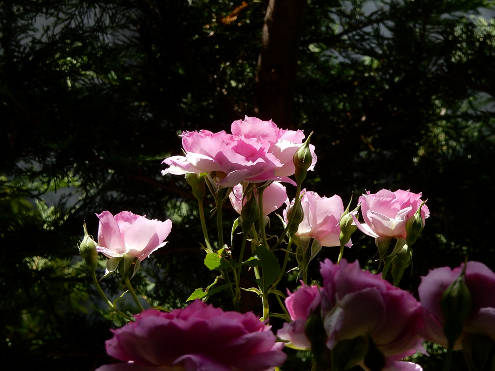 f:id:kota2009:20180506102406j:plain