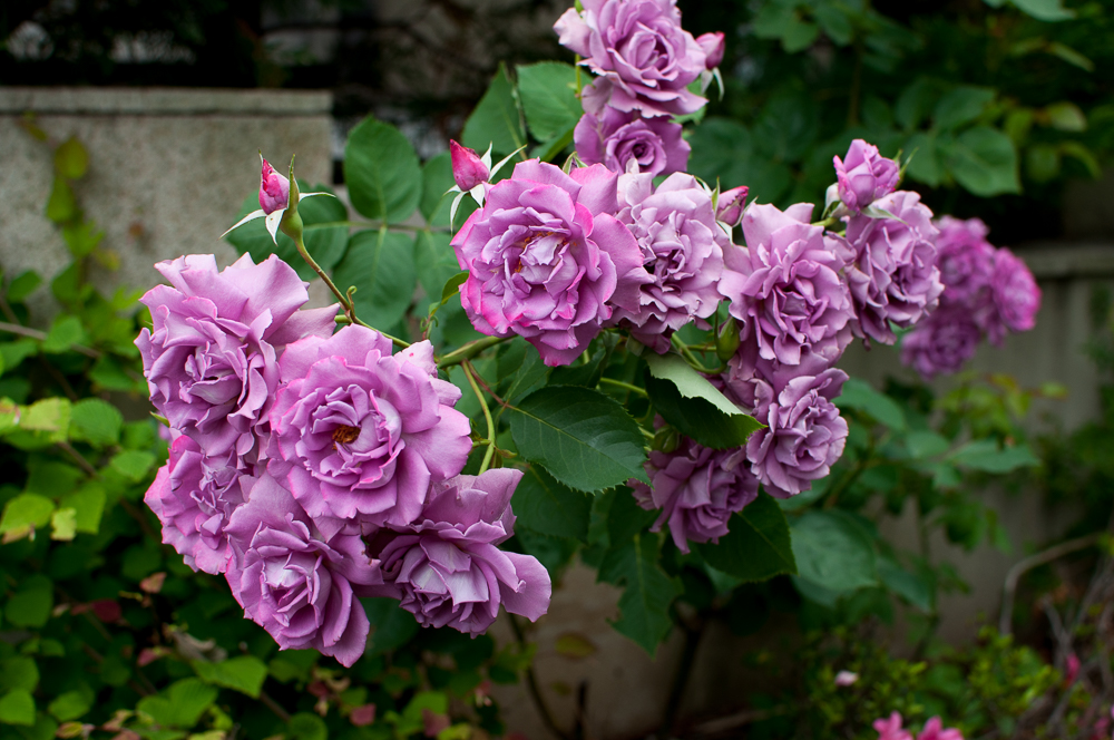 f:id:kota2009:20180513092000j:plain