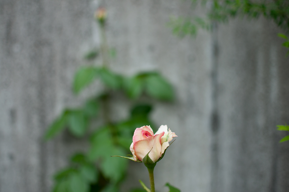 f:id:kota2009:20180513093052j:plain