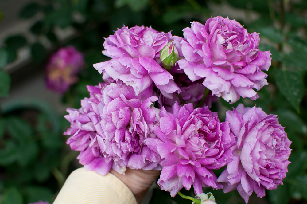 f:id:kota2009:20180513094940j:plain