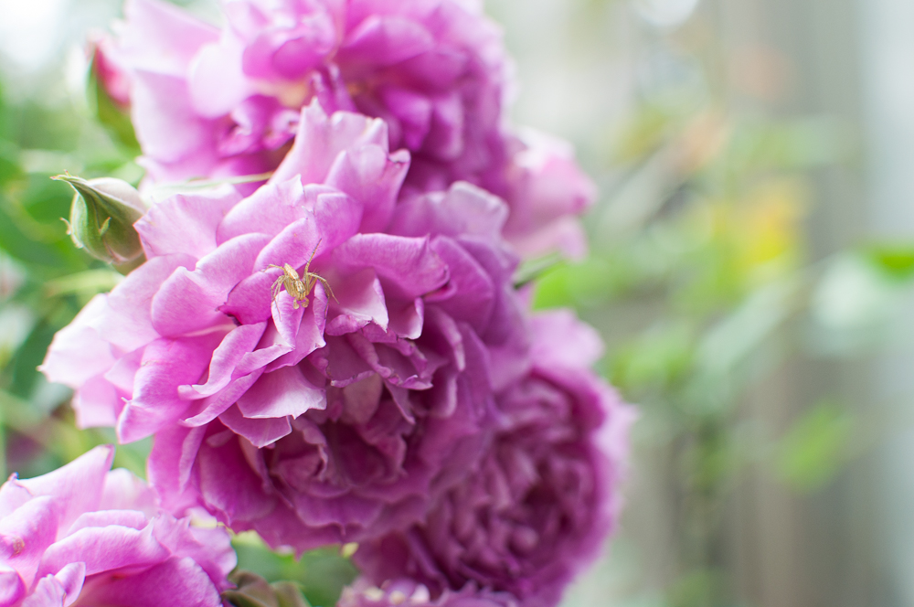 f:id:kota2009:20180513095406j:plain