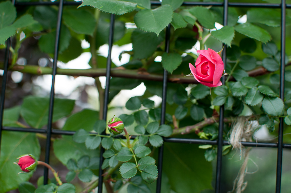 f:id:kota2009:20180513104442j:plain