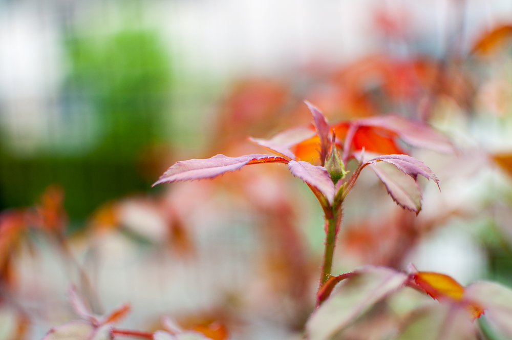 f:id:kota2009:20180513104619j:plain