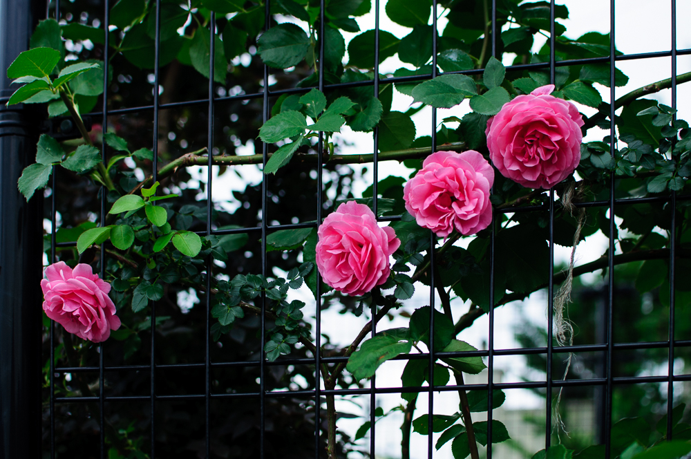 f:id:kota2009:20180519083024j:plain