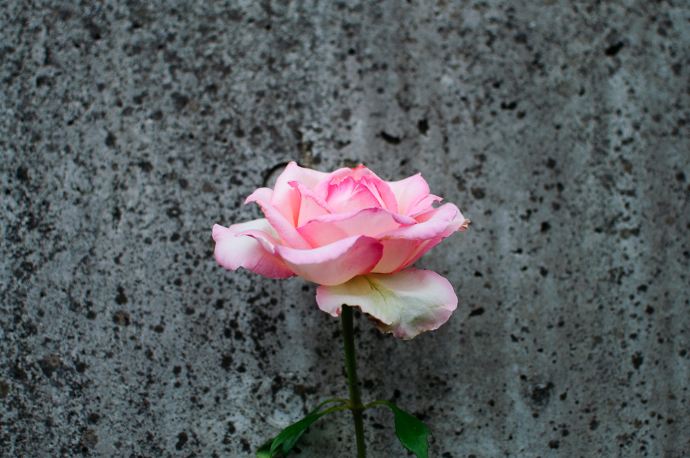 f:id:kota2009:20180519083126j:plain