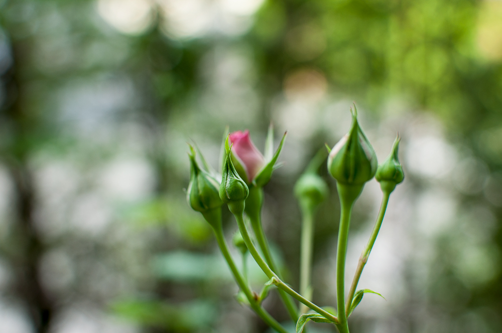 f:id:kota2009:20180526083624j:plain