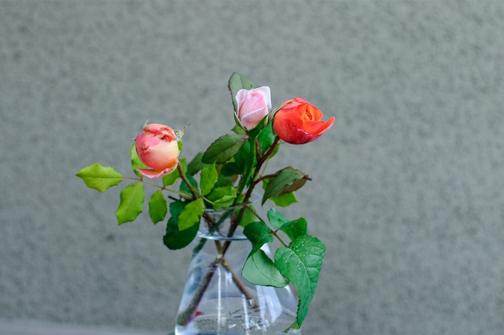 f:id:kota2009:20180527095702j:image