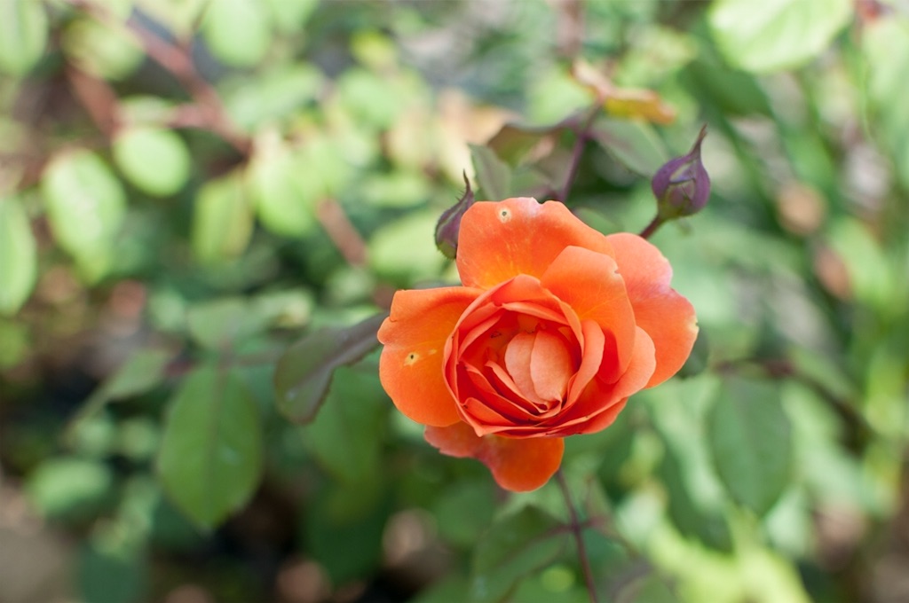 f:id:kota2009:20180527100211j:image