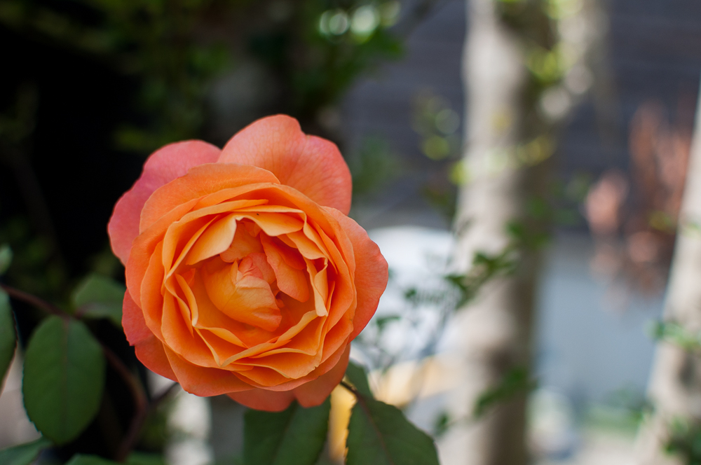 f:id:kota2009:20180602094703j:plain