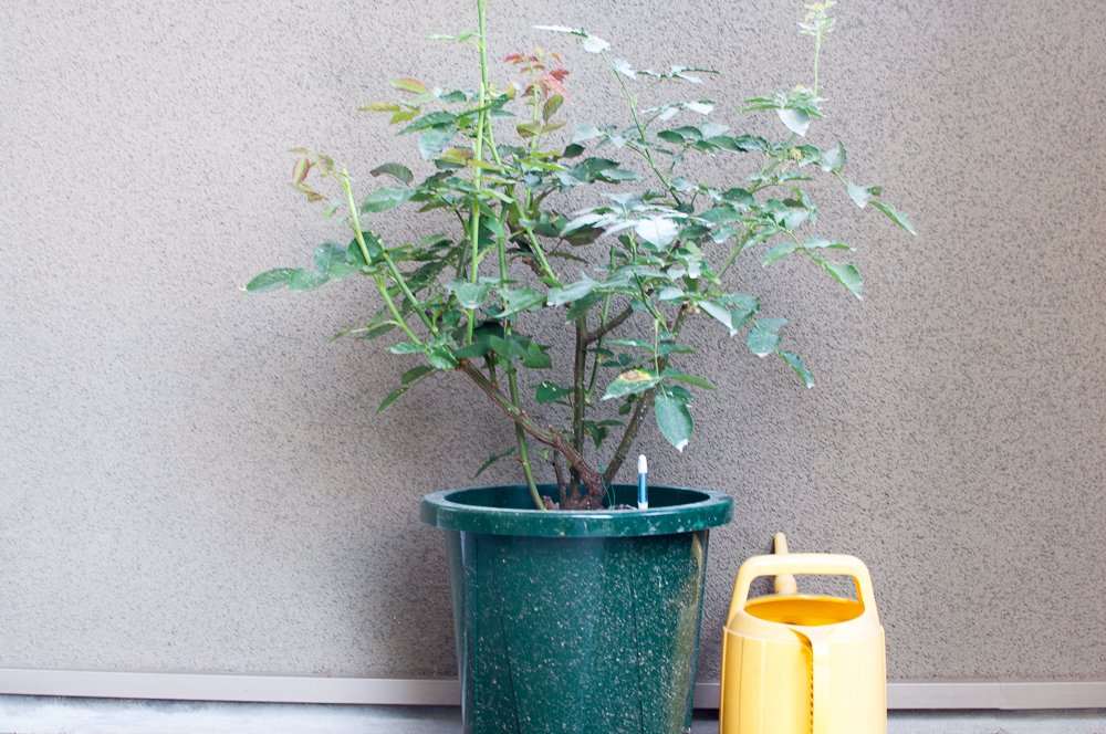 f:id:kota2009:20180608110223j:plain