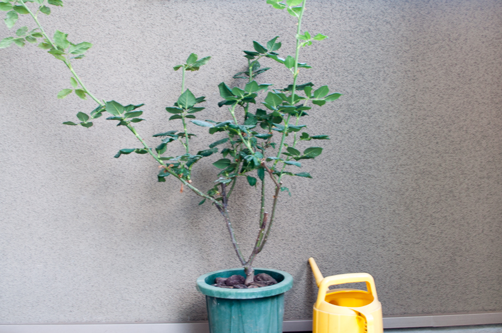 f:id:kota2009:20180608111609j:plain