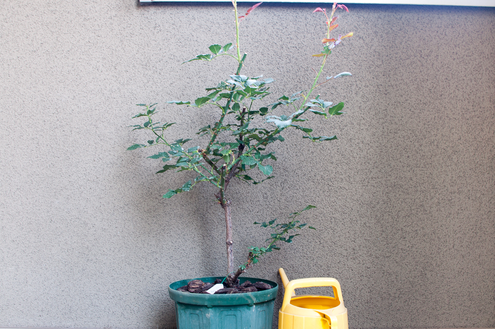 f:id:kota2009:20180608112137j:plain