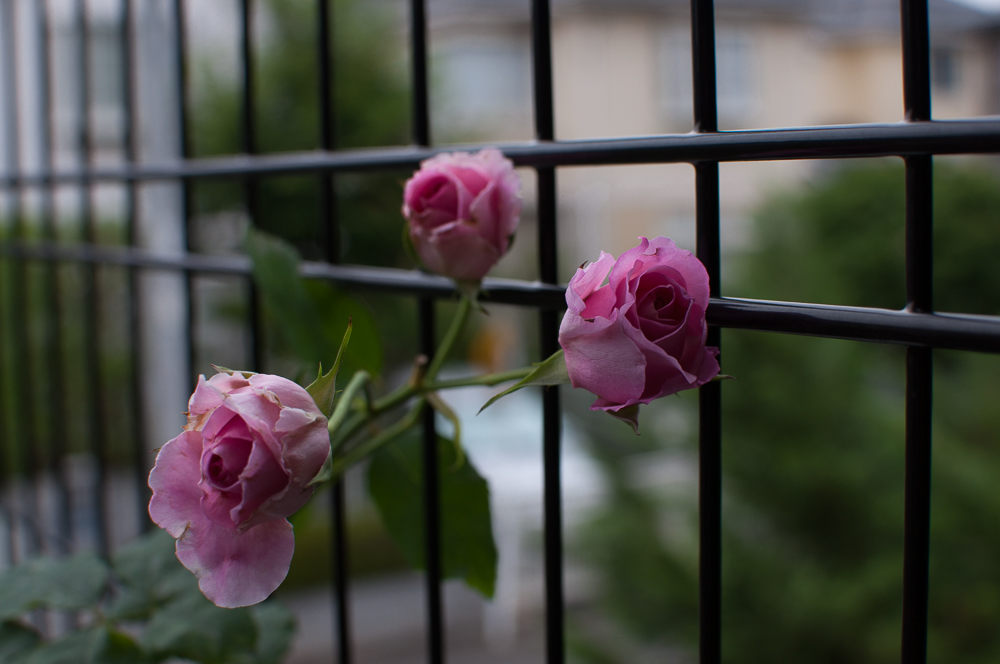 f:id:kota2009:20180610080251j:plain