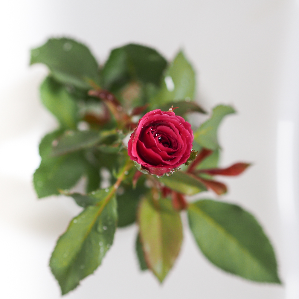 f:id:kota2009:20180727124023j:plain