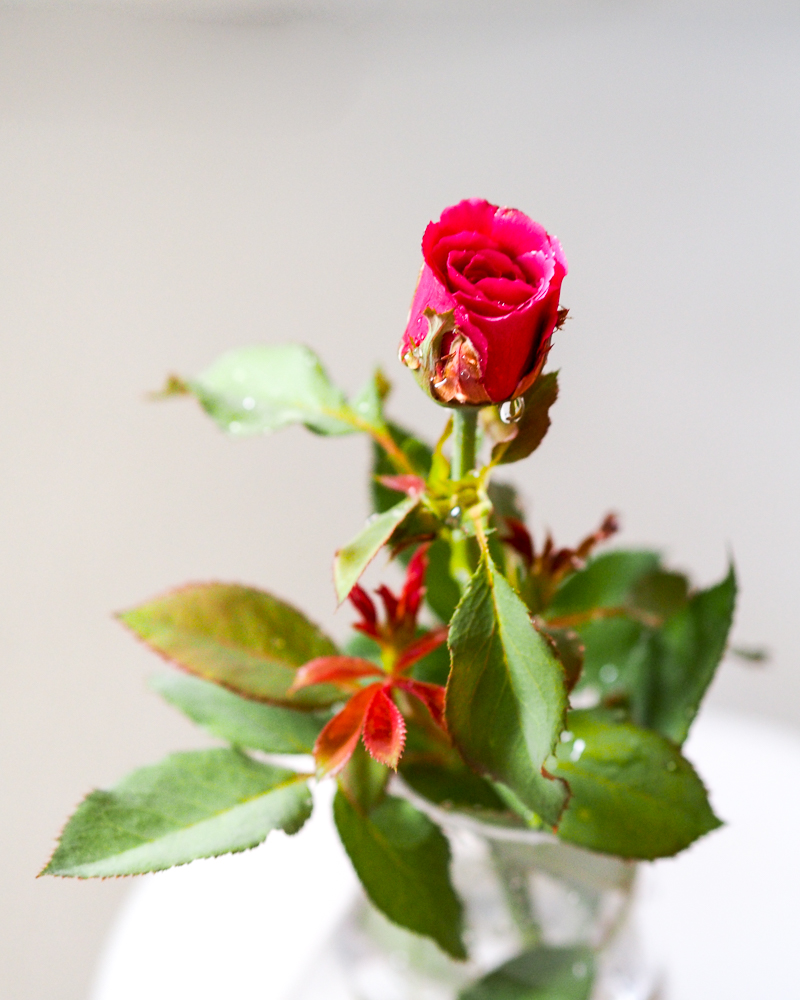 f:id:kota2009:20180727124142j:plain