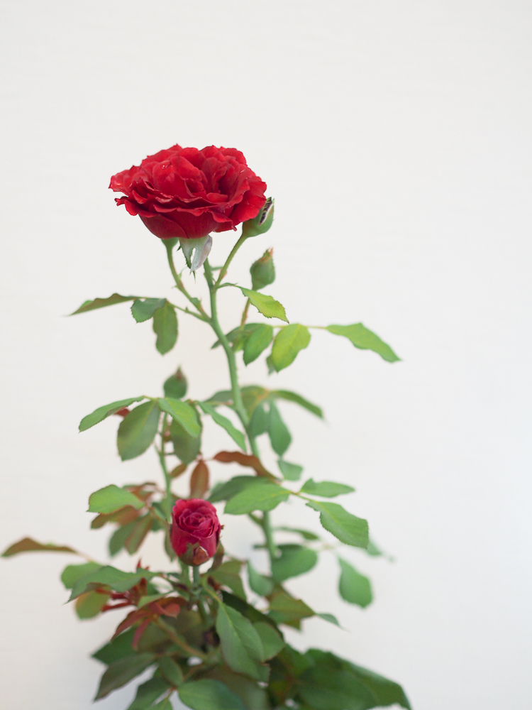 f:id:kota2009:20180729073646j:plain