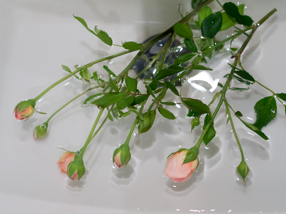 f:id:kota2009:20180815091656j:plain