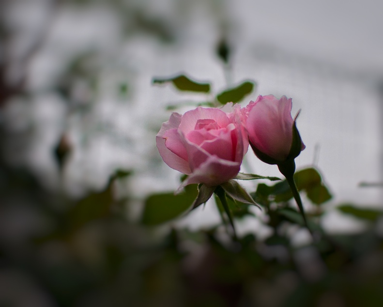 f:id:kota2009:20180925060740j:plain f:id:kota2009:20180925060740j:plain