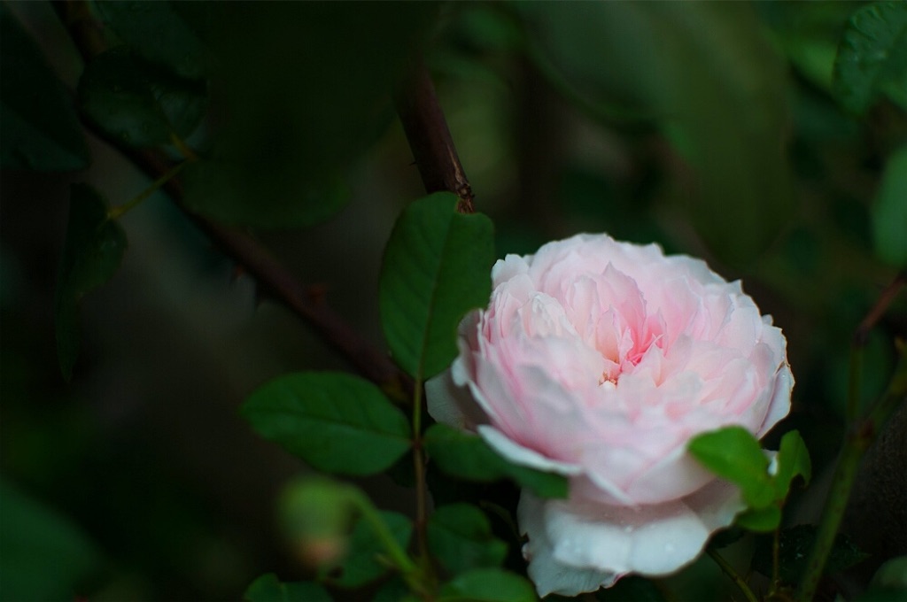 f:id:kota2009:20180929105214j:image