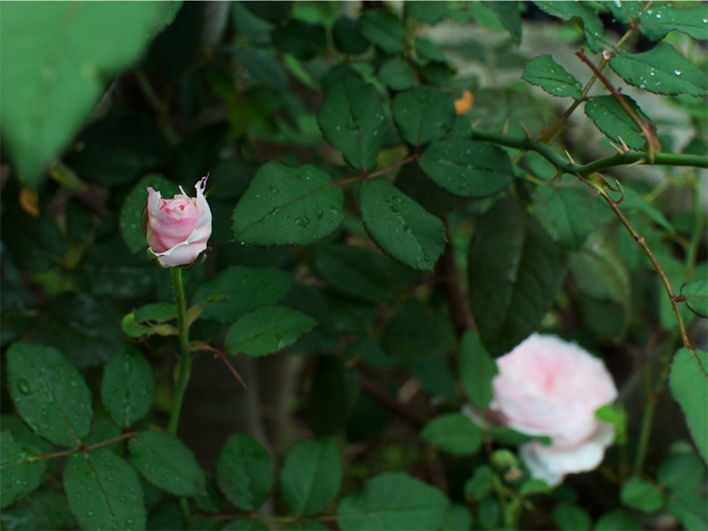 f:id:kota2009:20180929105217j:image