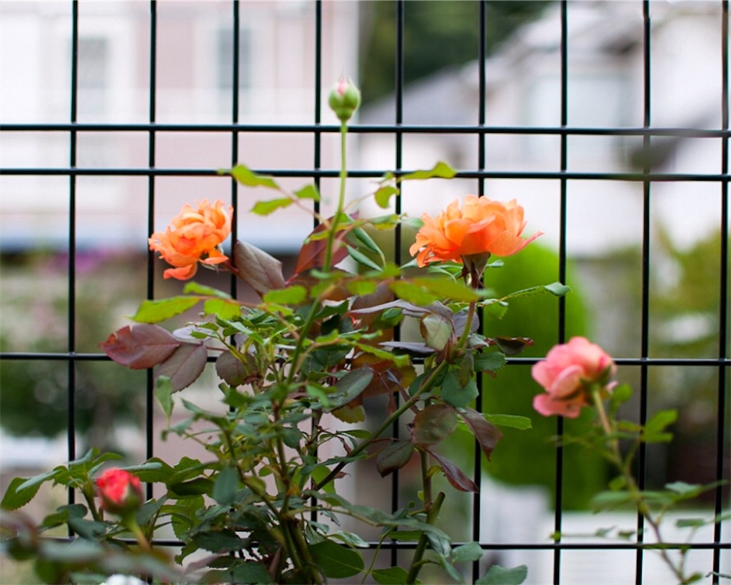 f:id:kota2009:20180929163259j:image