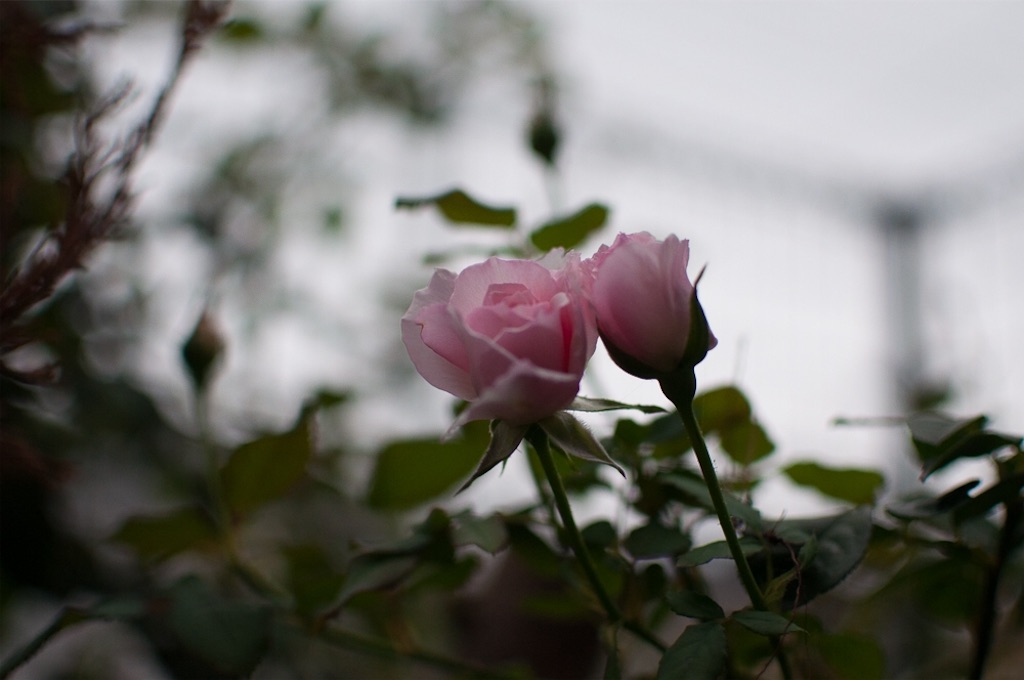 f:id:kota2009:20180929175826j:image f:id:kota2009:20180929175826j:image