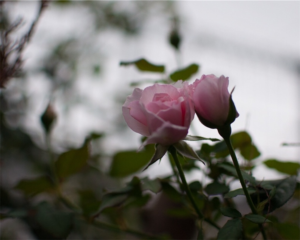 f:id:kota2009:20180929180205j:plain f:id:kota2009:20180929180205j:plain