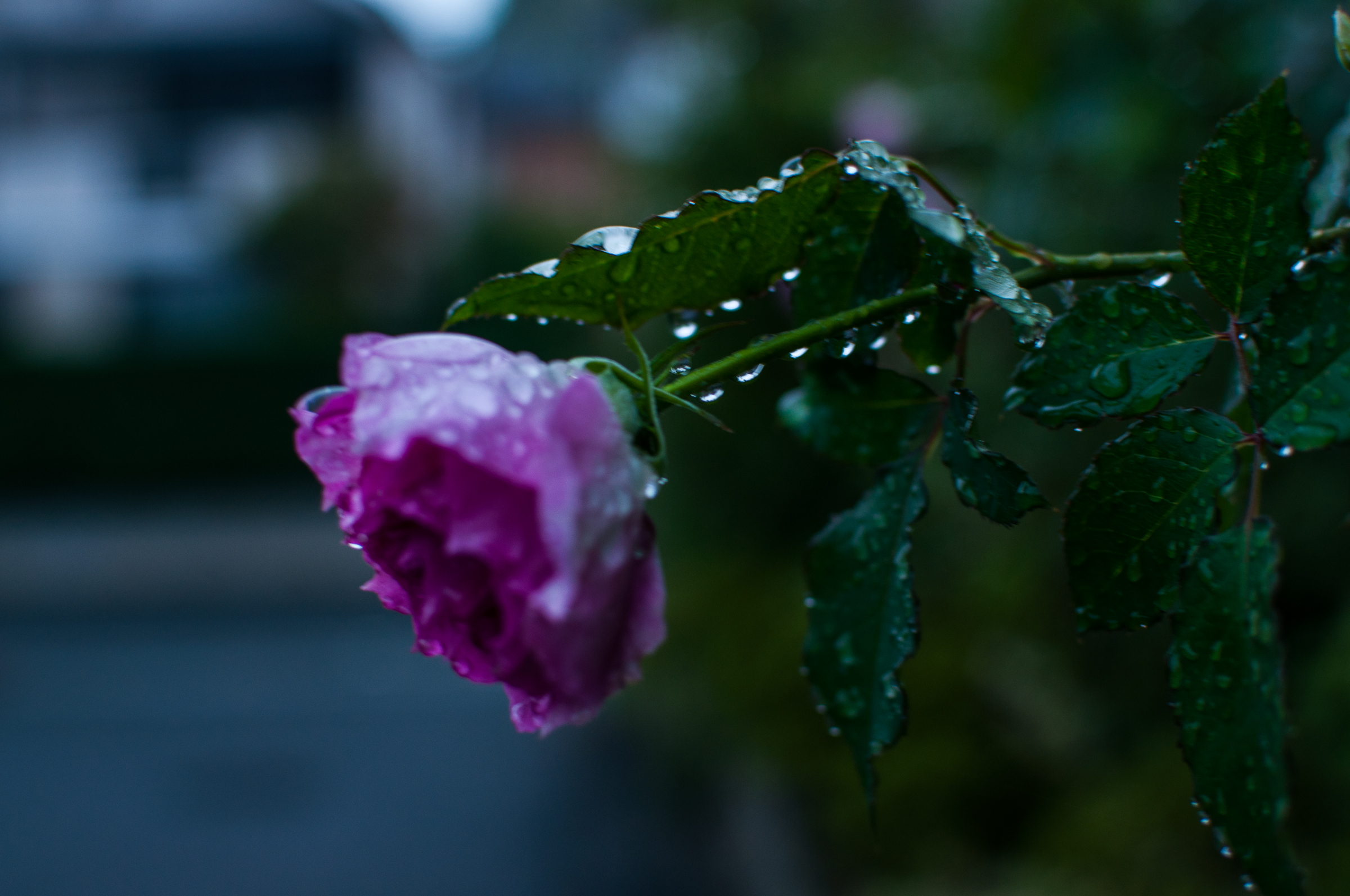 f:id:kota2009:20181006054621j:plain