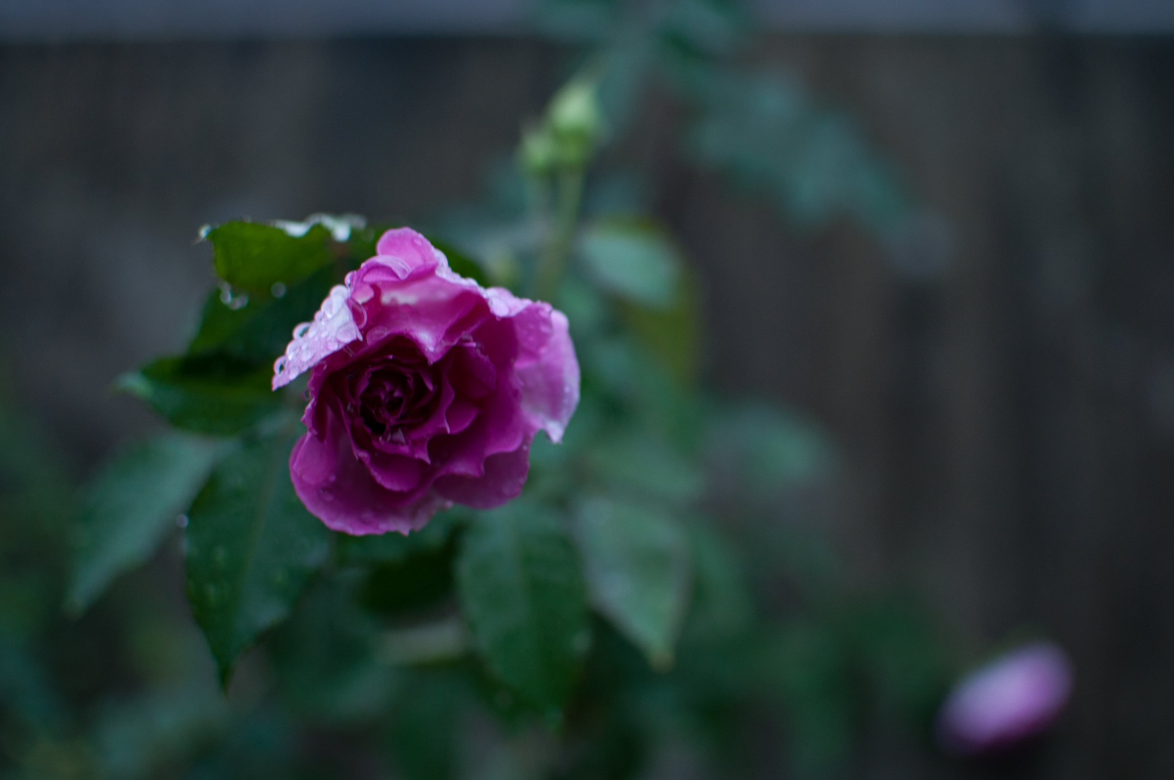 f:id:kota2009:20181006054659j:plain