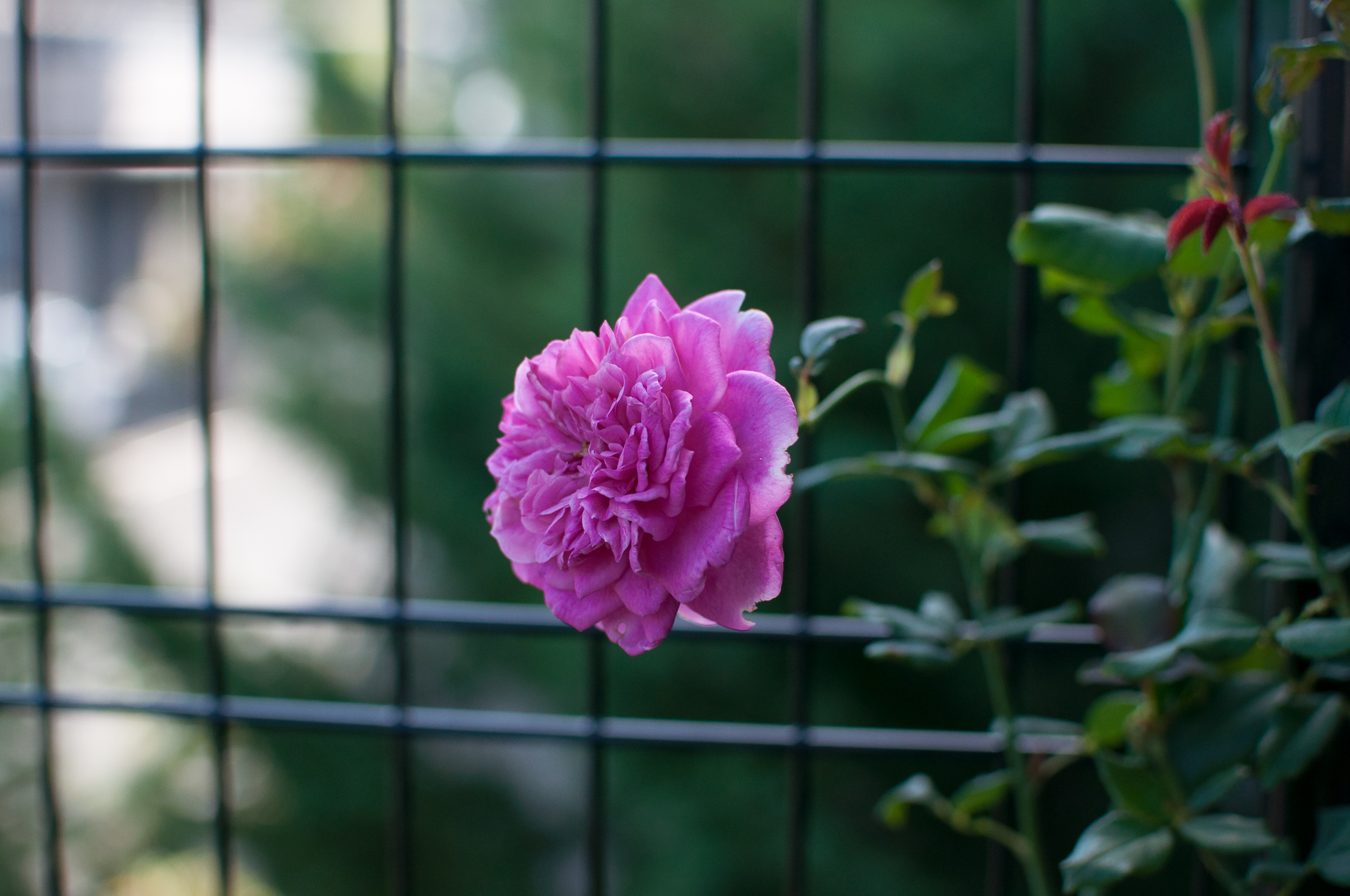 f:id:kota2009:20181007080851j:plain